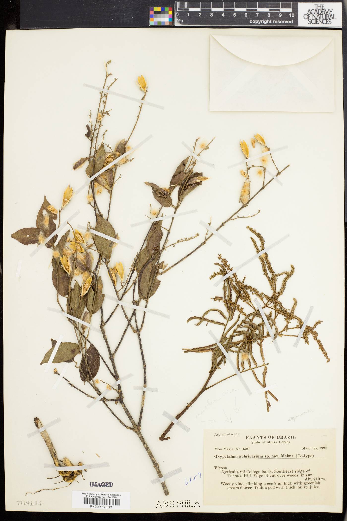 Oxypetalum subriparium image