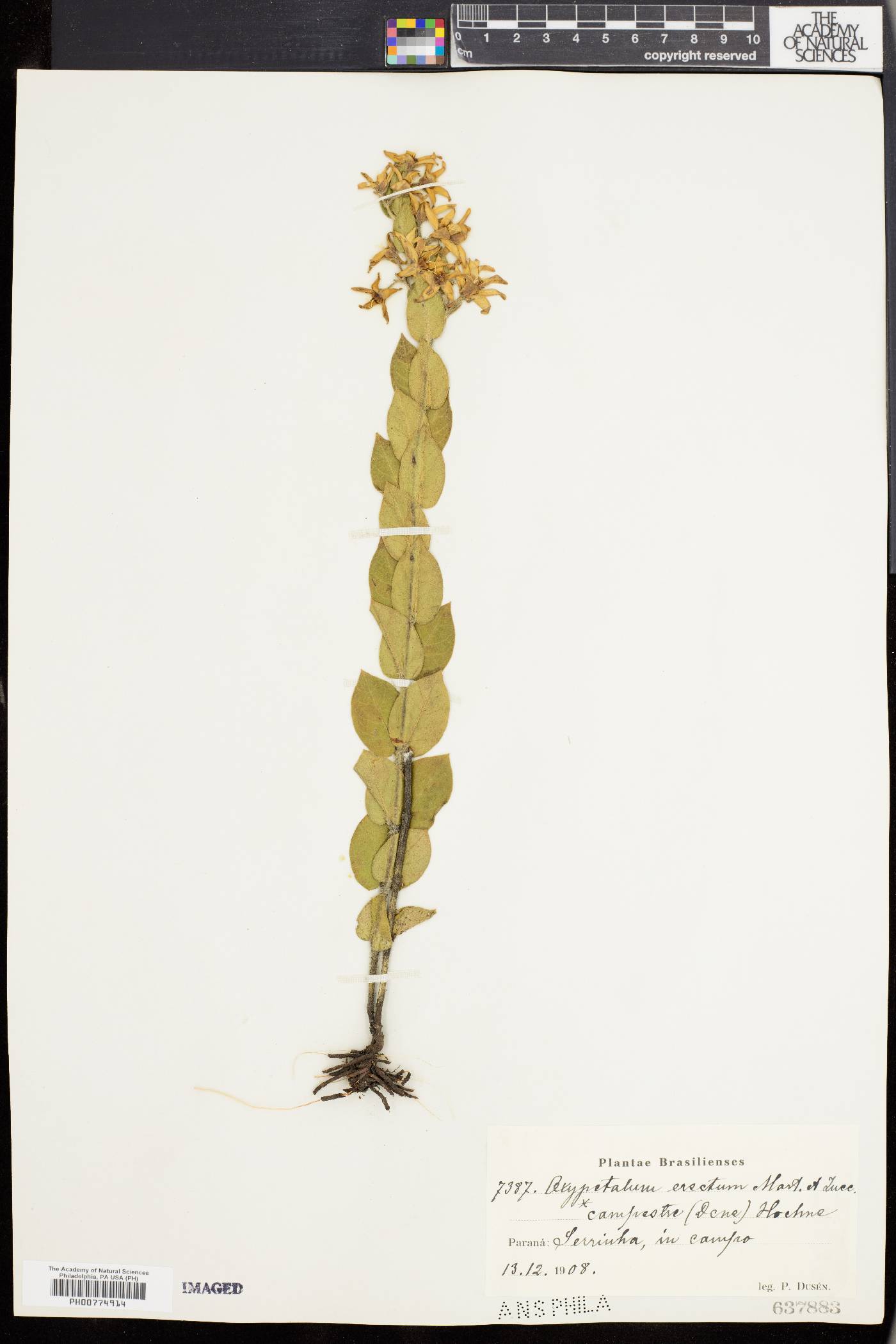 Oxypetalum erectum image