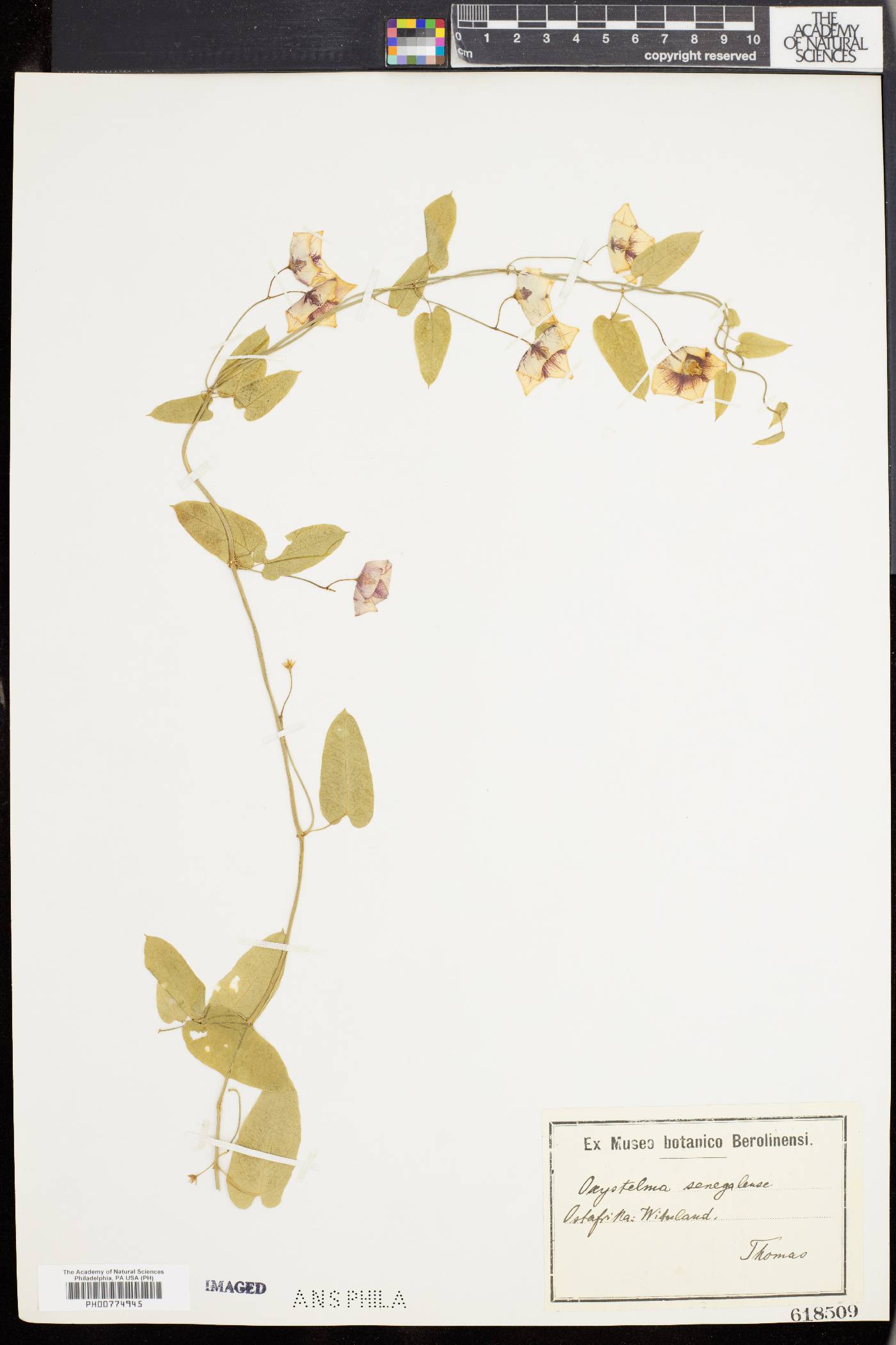 Oxystelma bornouense image
