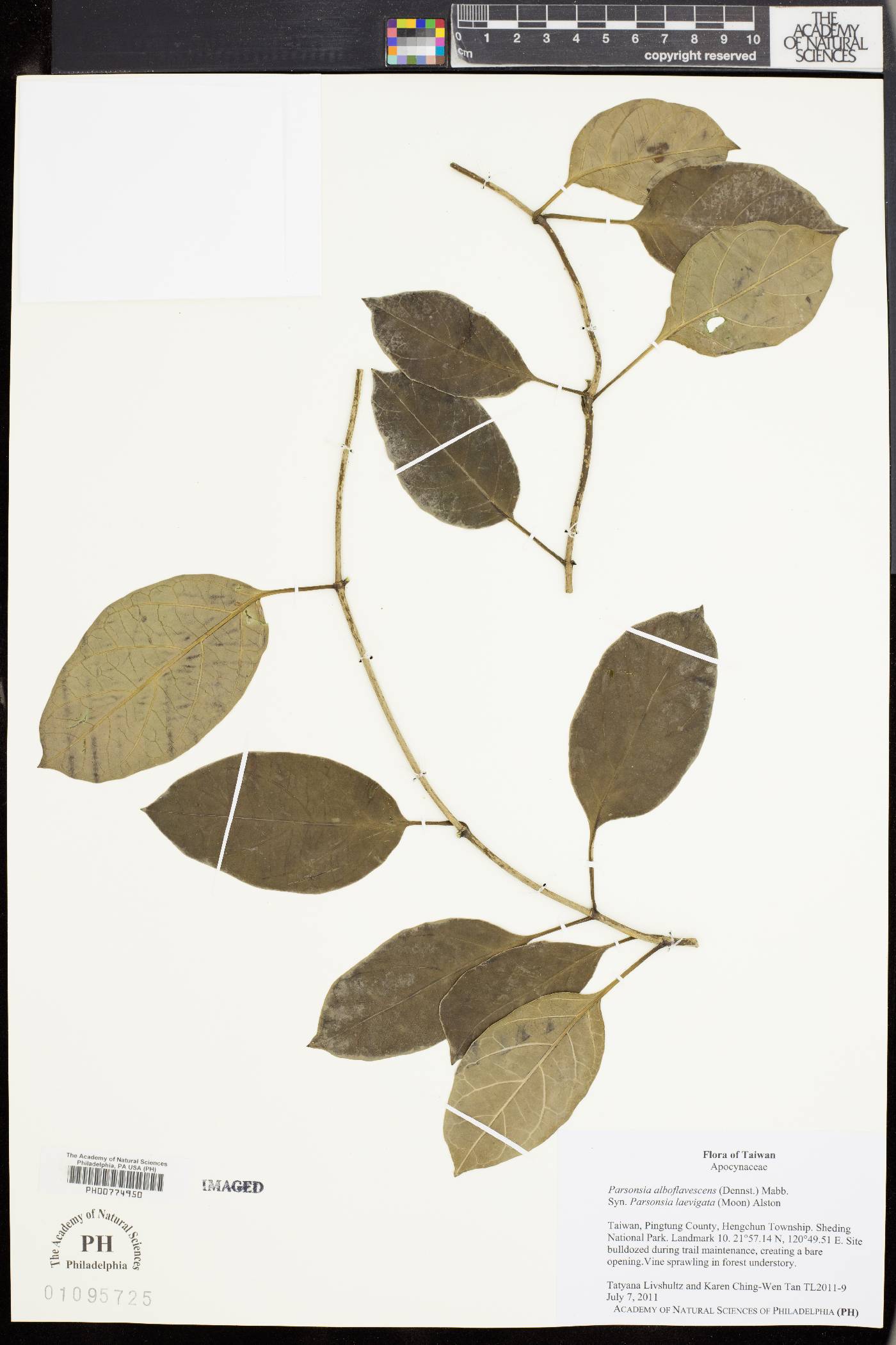 Parsonsia alboflavescens image