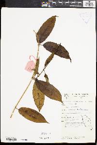 Parsonsia alboflavescens image