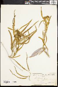 Parsonsia eucalyptophylla image