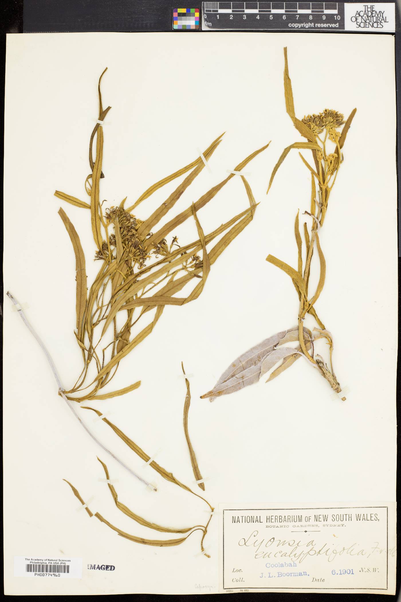 Parsonsia eucalyptophylla image