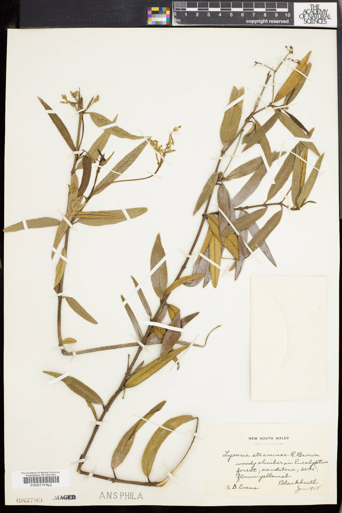 Parsonsia straminea image