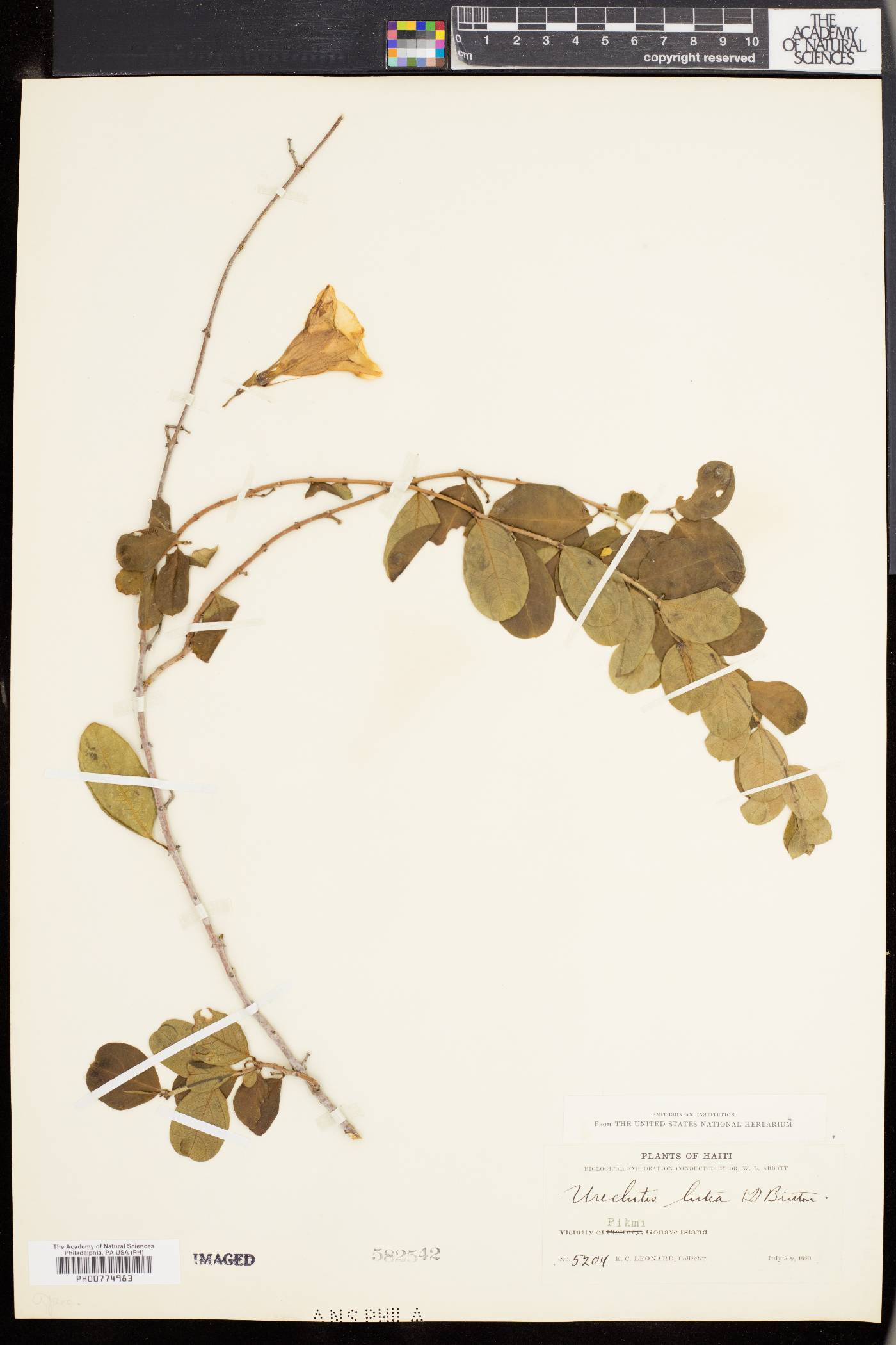 Pentalinon luteum image