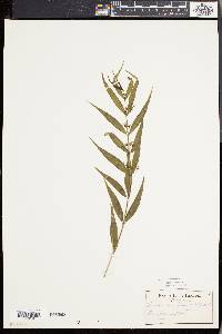Pentasacme caudatum image