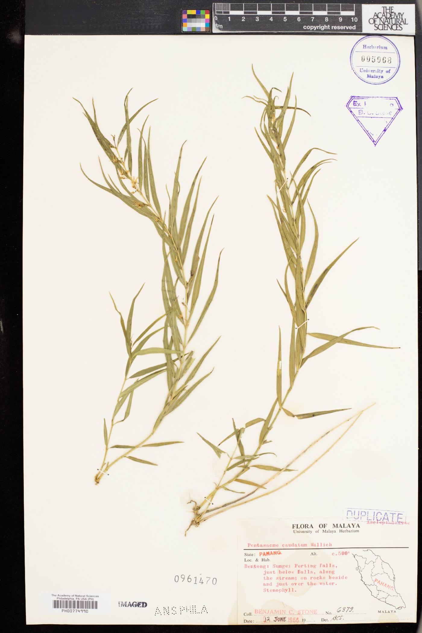 Pentasacme caudatum image