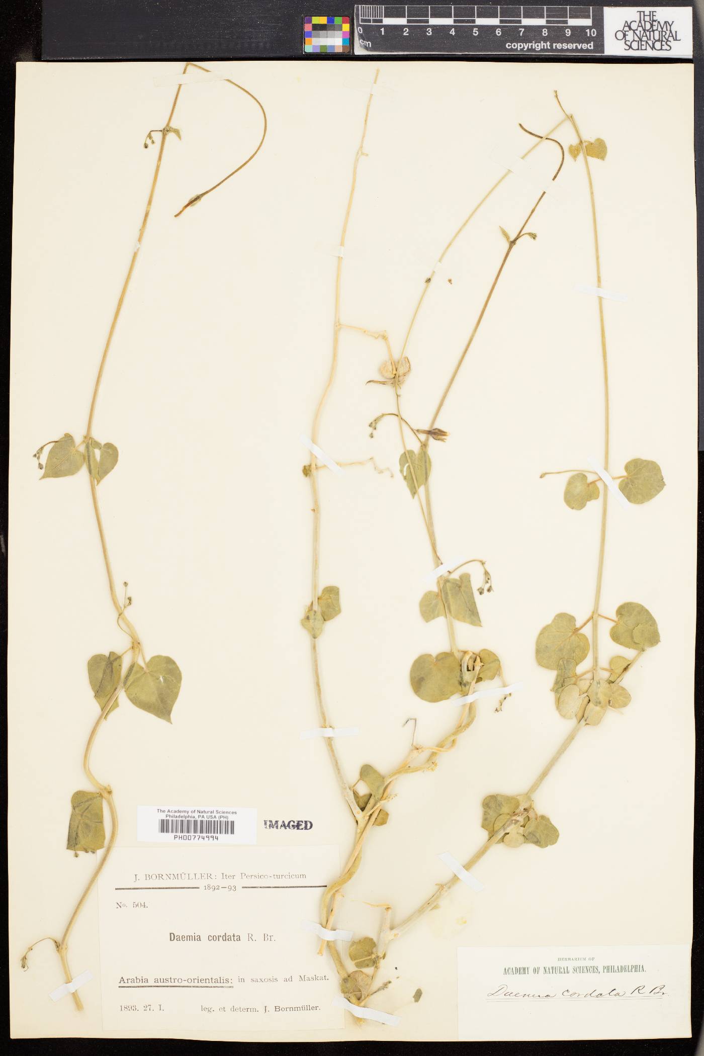 Pergularia tomentosa image