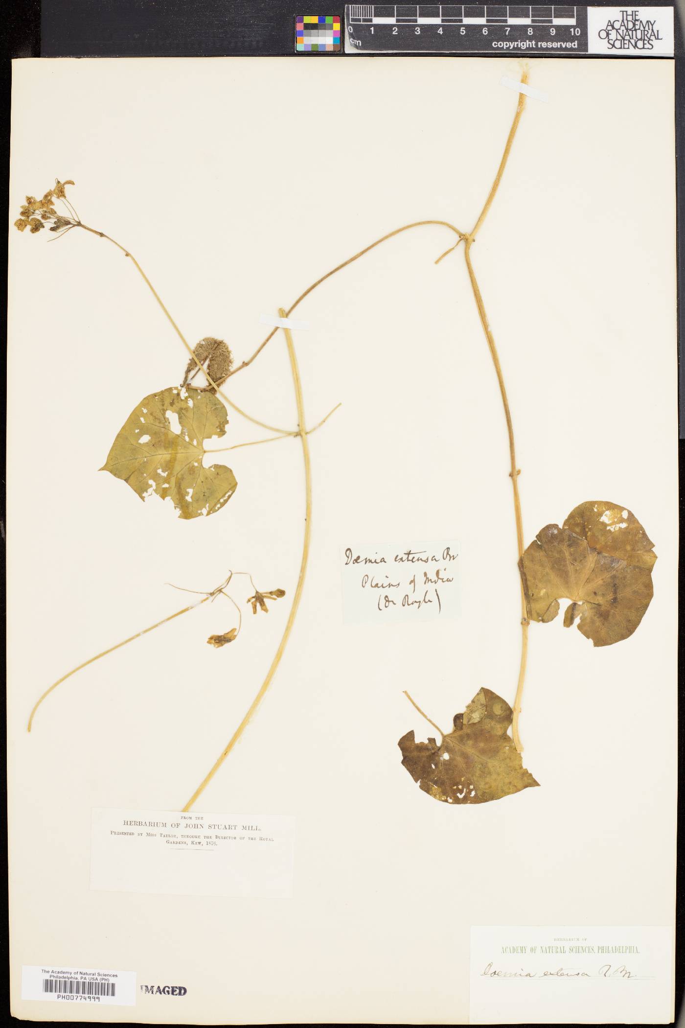 Pergularia image