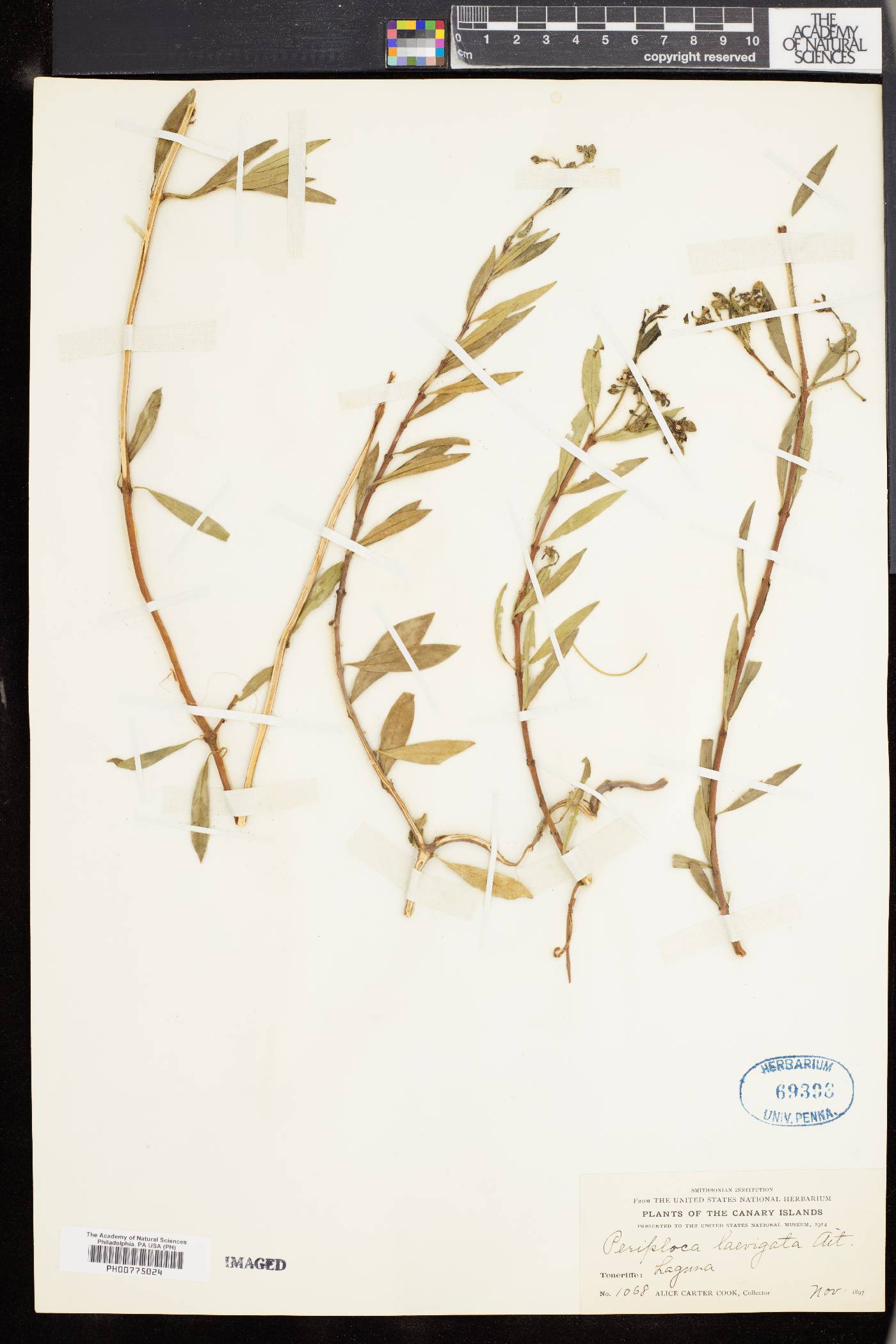 Periploca laevigata image