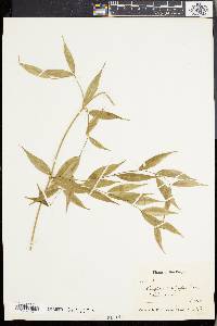 Periploca calophylla image