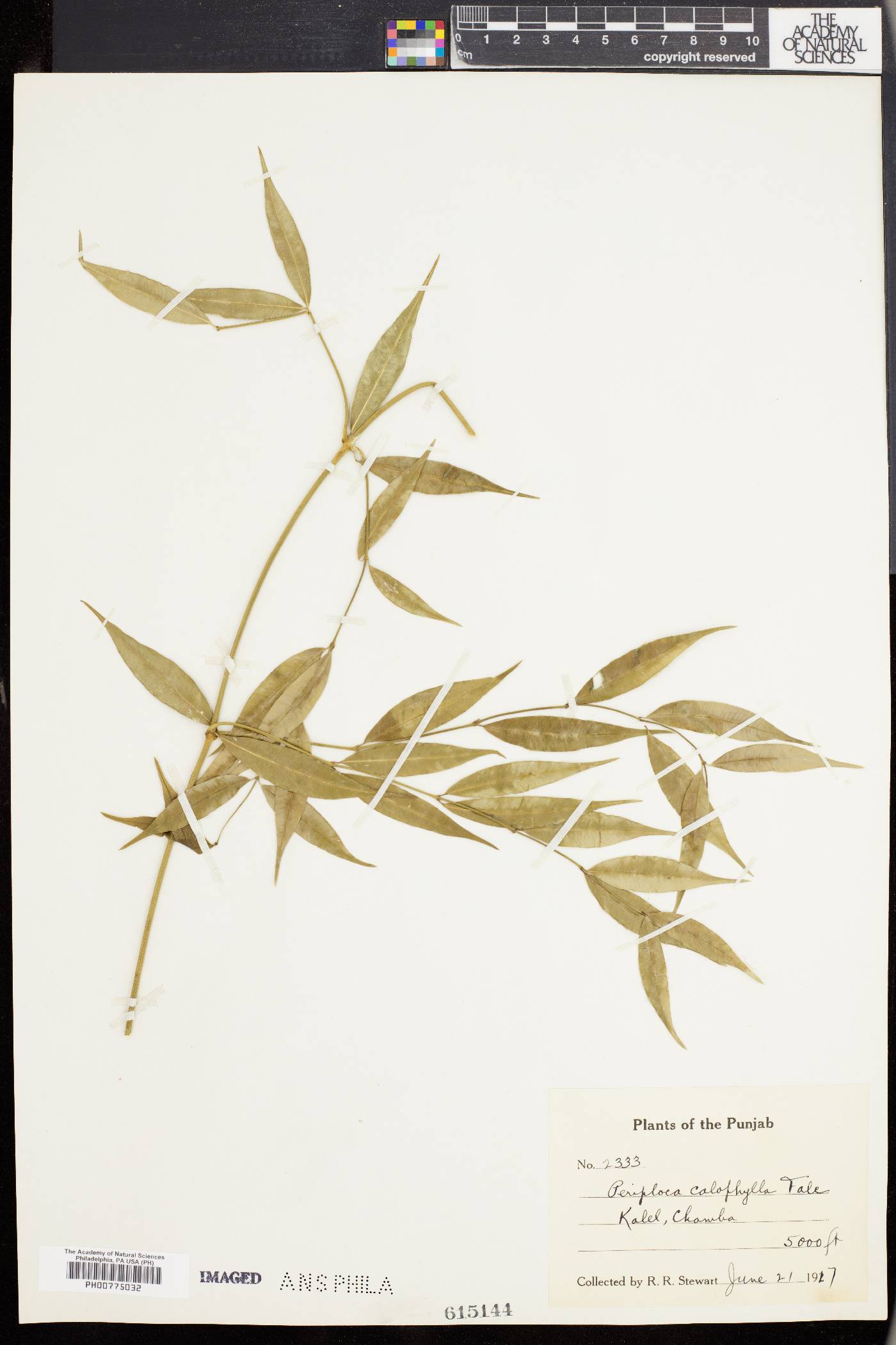 Periploca calophylla image