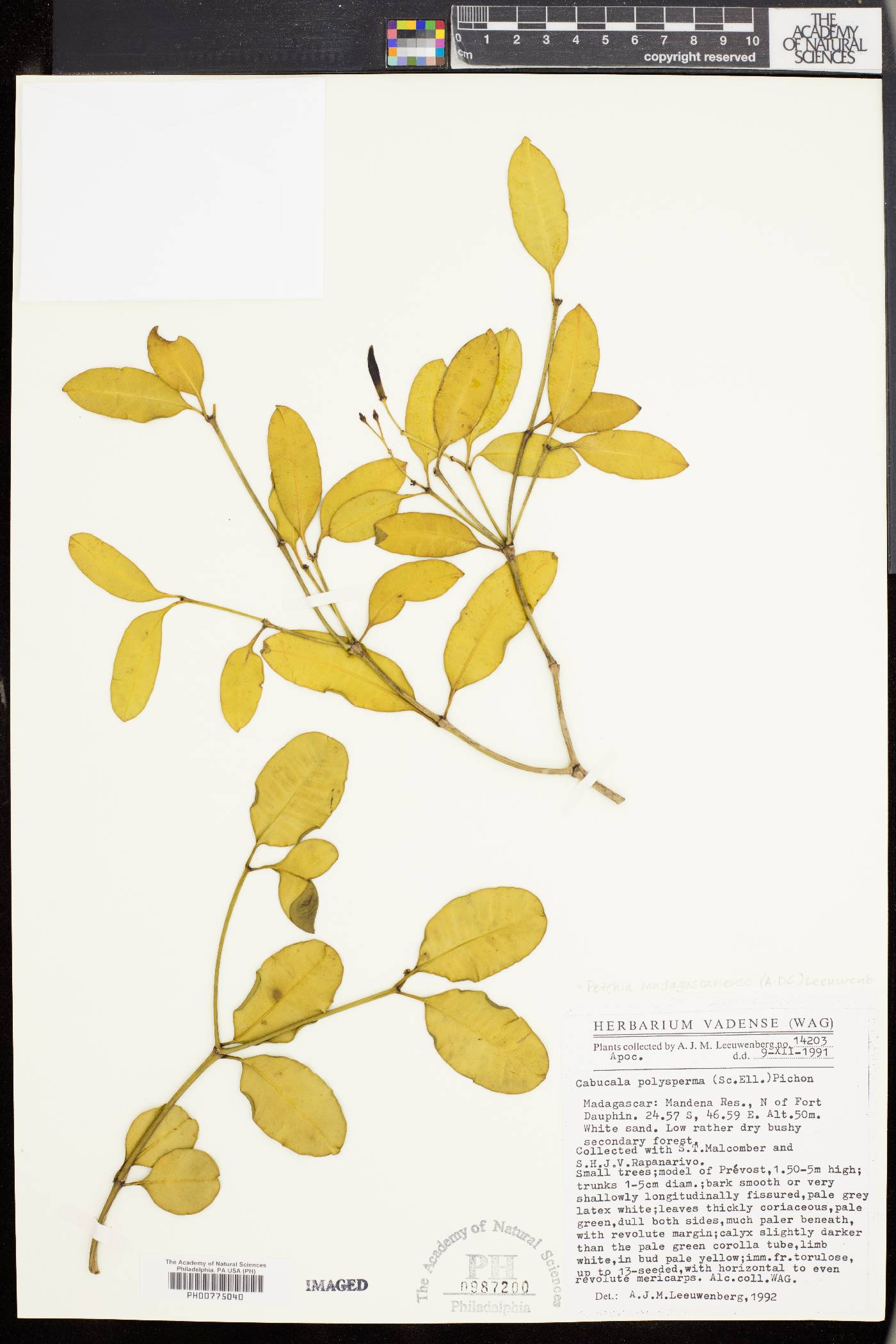 Petchia madagascariensis image