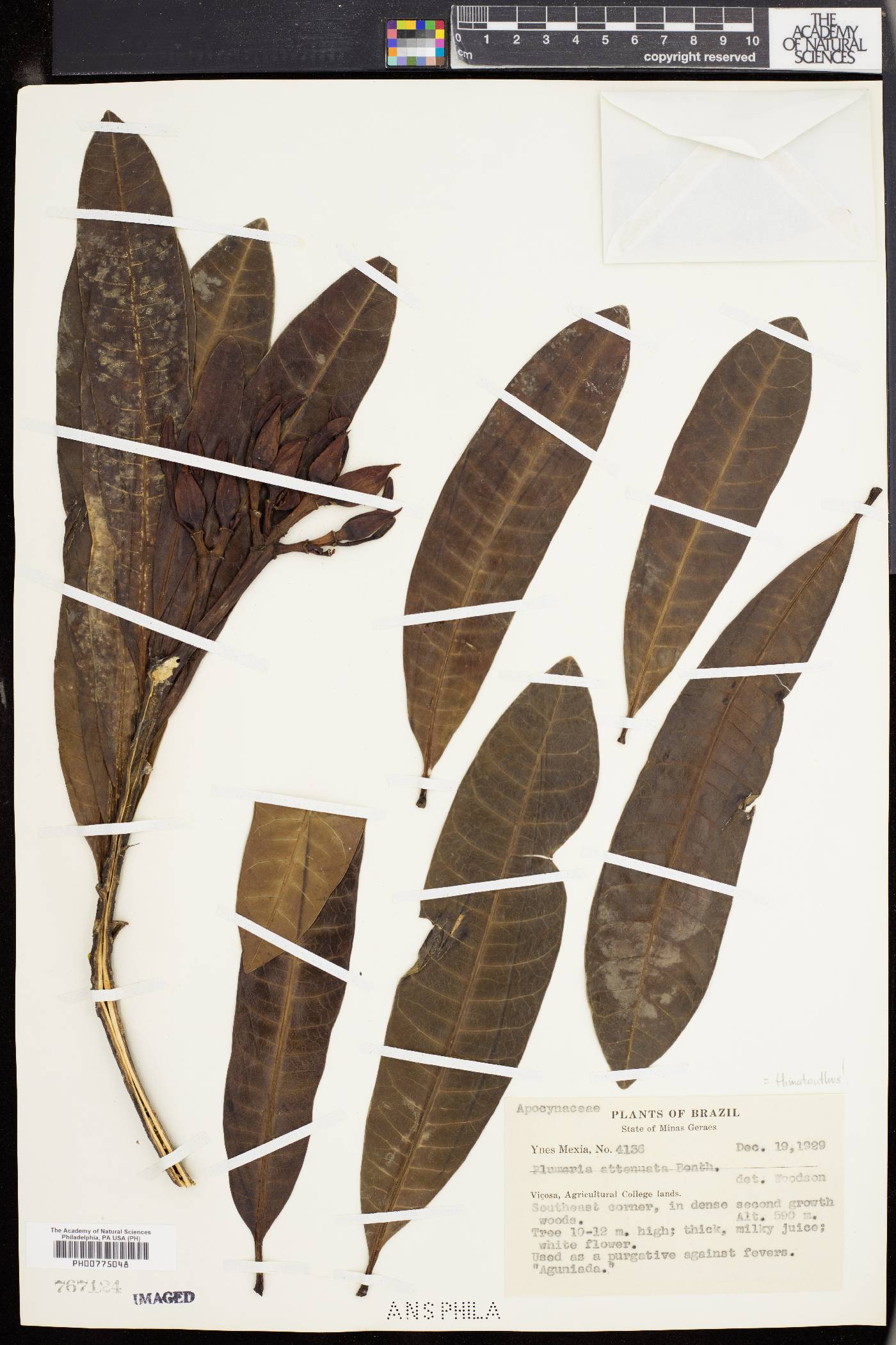 Himatanthus attenuatus image