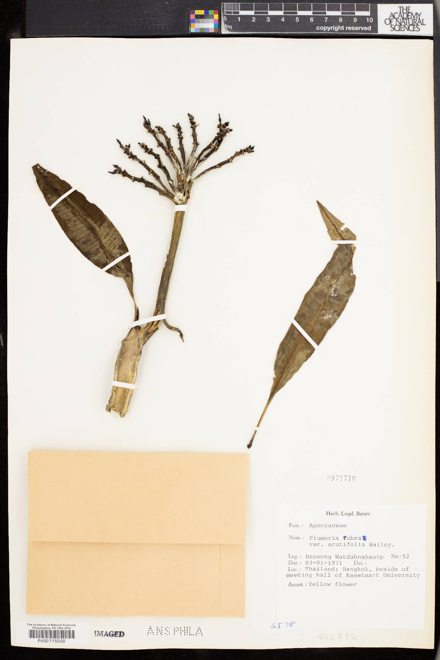 Plumeria rubra var. acutifolia image