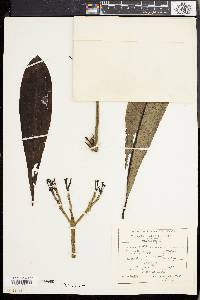 Plumeria acutifolia image