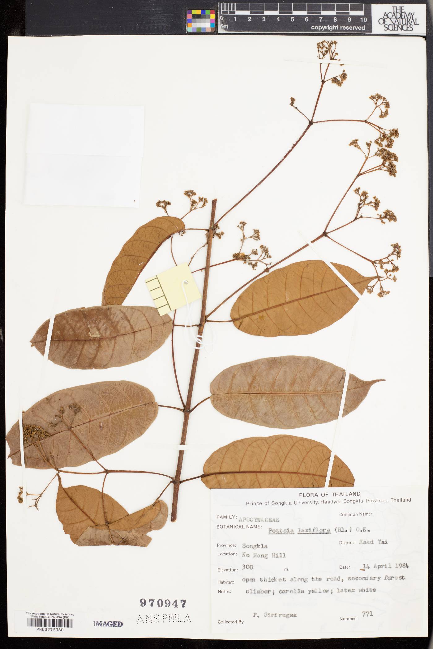 Pottsia laxiflora image