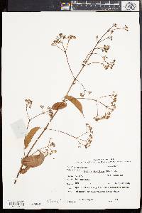 Pottsia laxiflora image