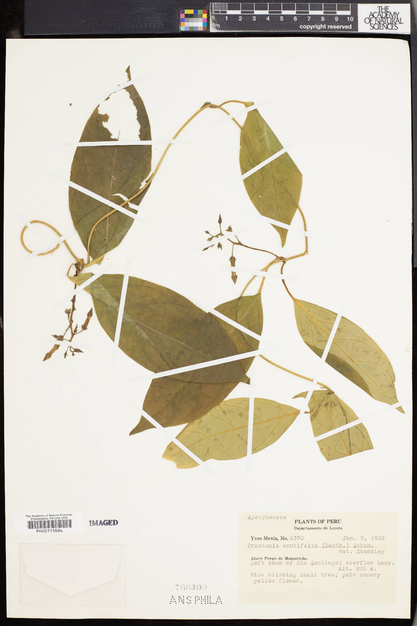 Prestonia quinquangularis image