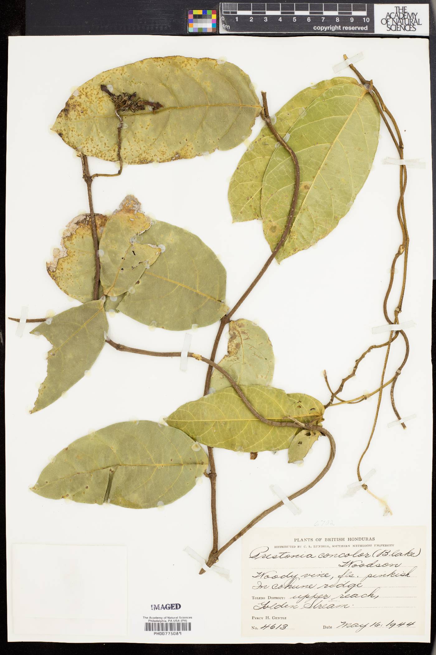 Prestonia concolor image