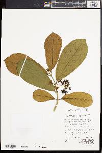 Prestonia plumeriifolia image