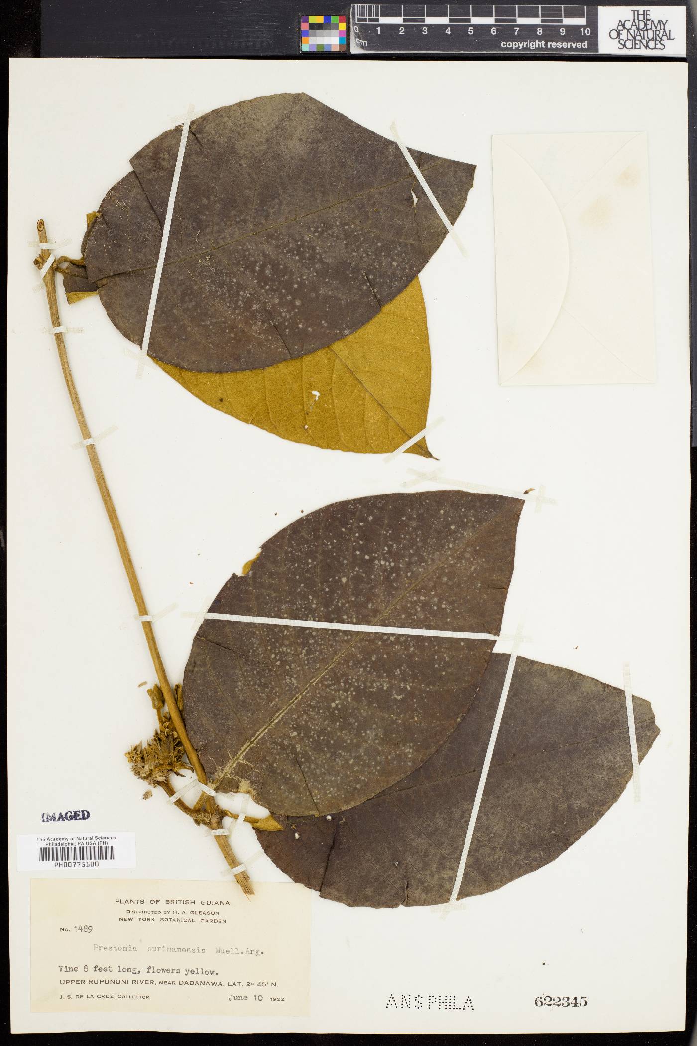 Prestonia surinamensis image