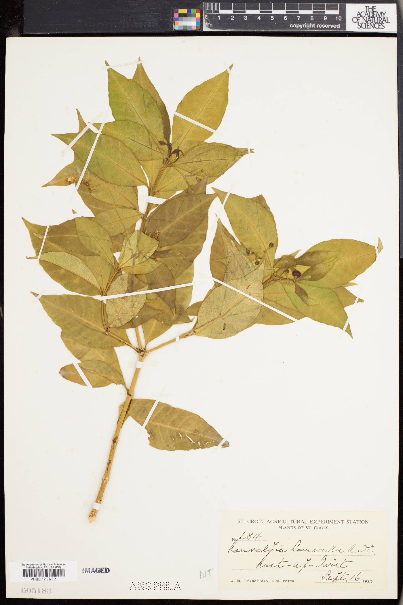Rauvolfia lamarckii image