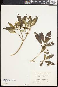 Image of Rauvolfia chinensis