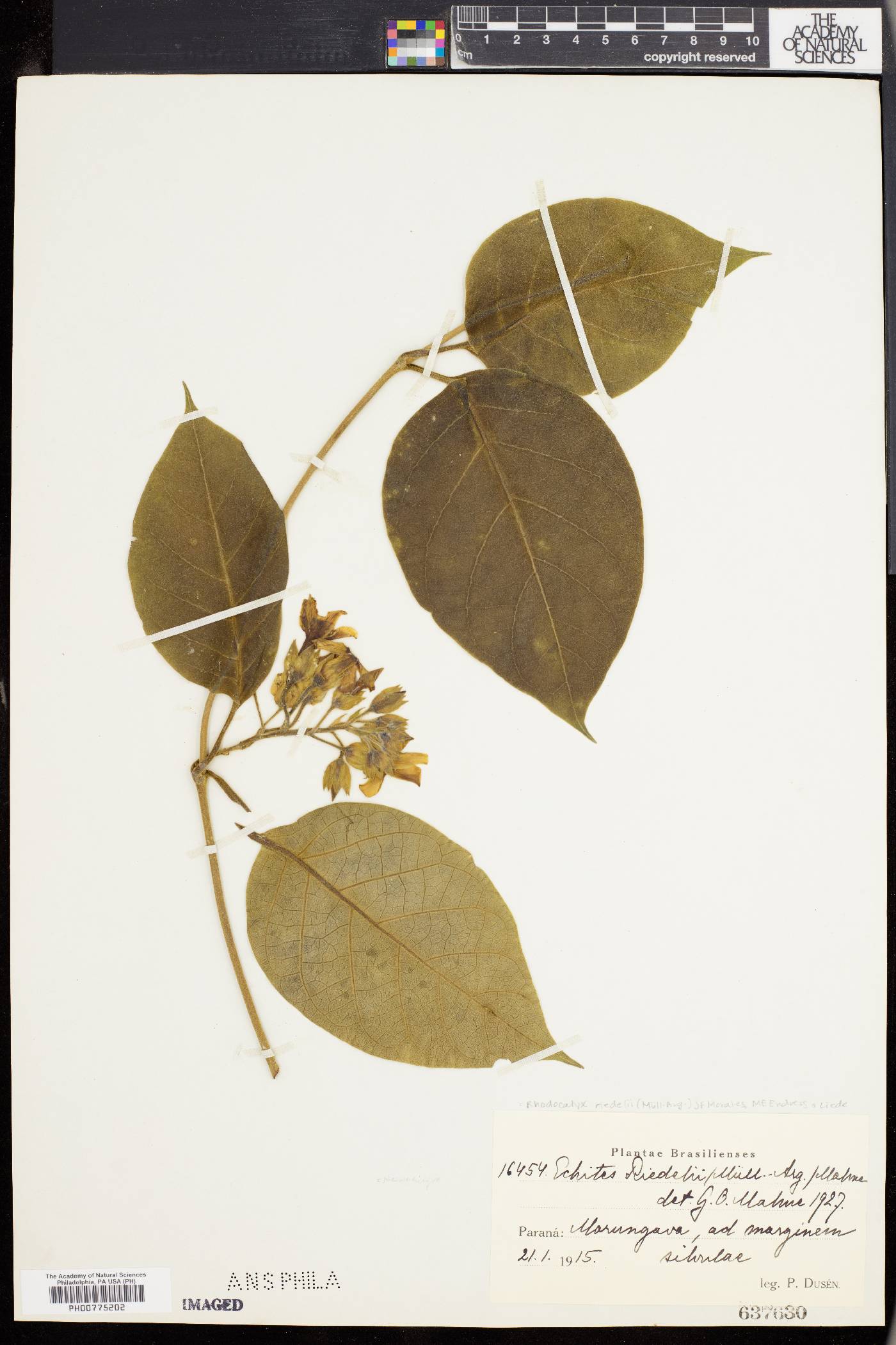 Rhodocalyx riedelii image