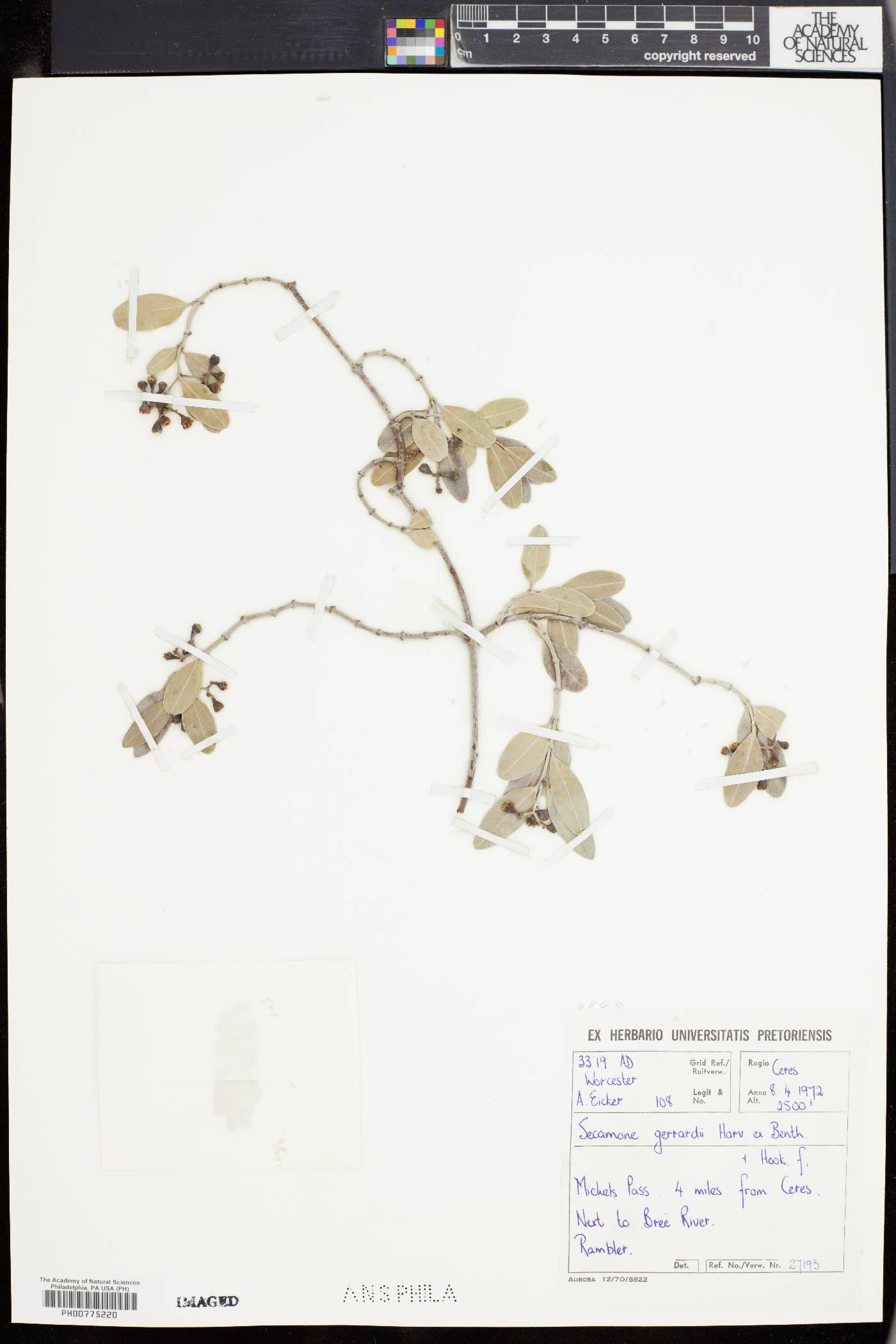 Secamone gerrardii image