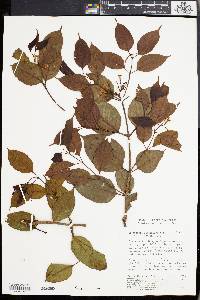 Secondatia densiflora image