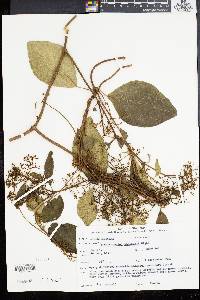 Streptocaulon wallichii image