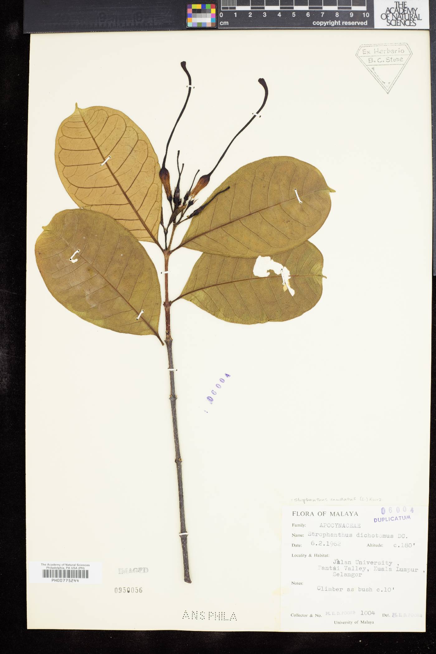 Strophanthus caudatus image