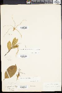 Strophanthus divaricatus image