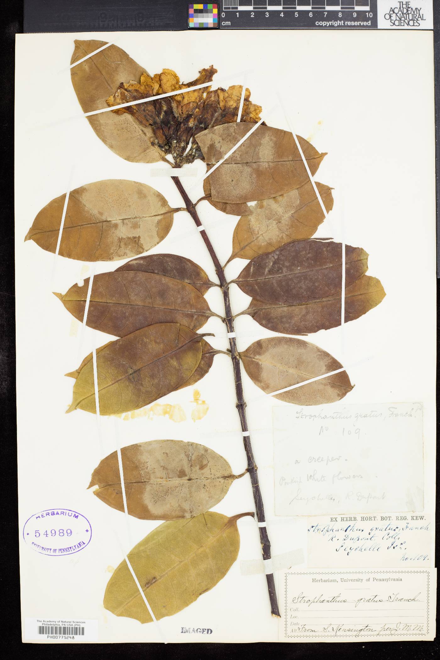 Strophanthus gratus image