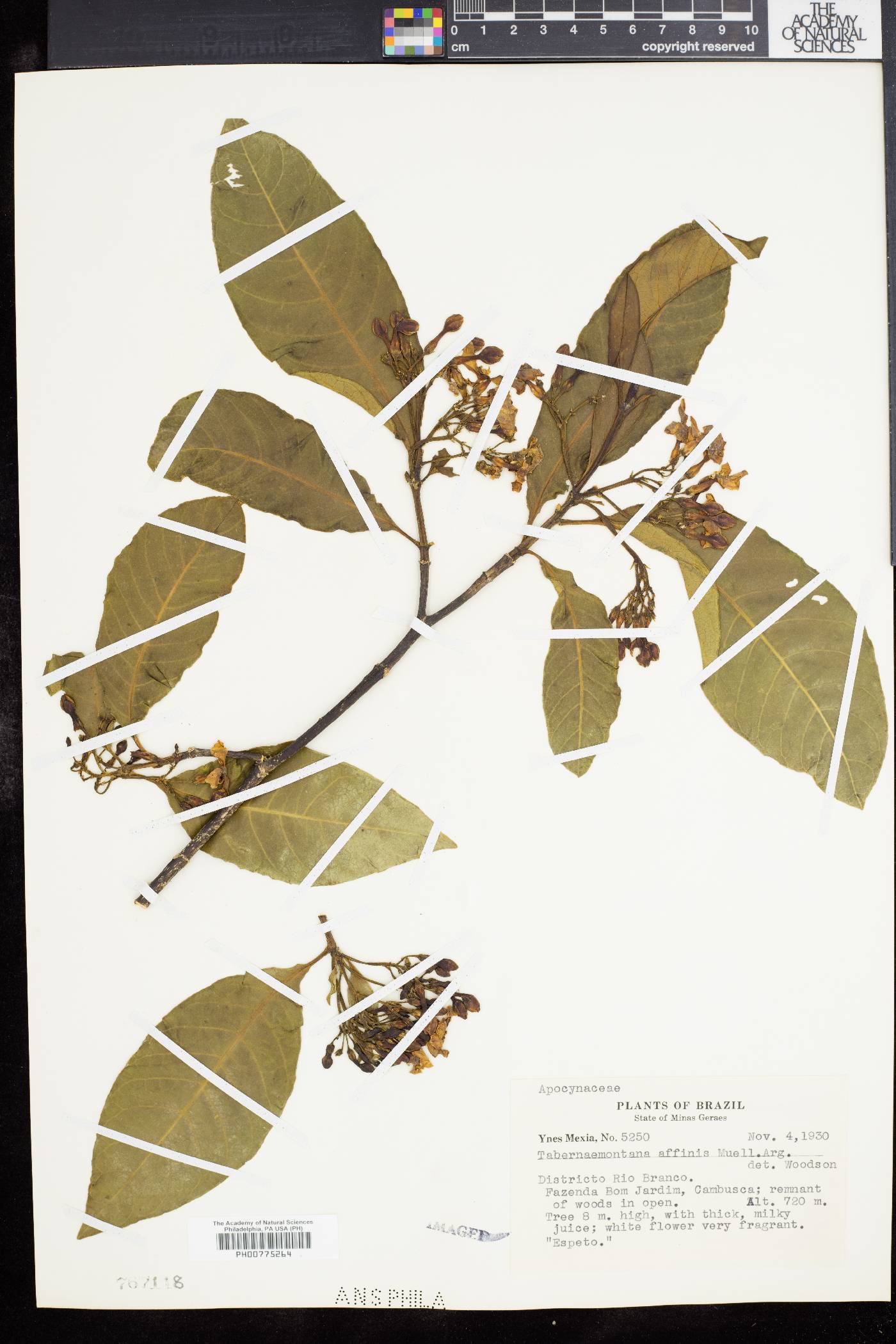 Tabernaemontana catharinensis image