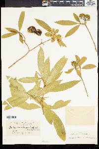 Tabernaemontana australis image