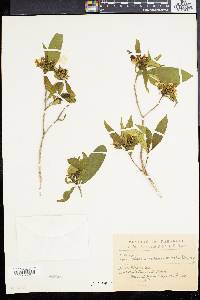 Tabernaemontana australis image