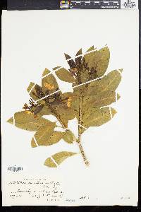 Tabernaemontana australis image
