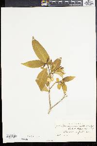 Tabernaemontana australis image