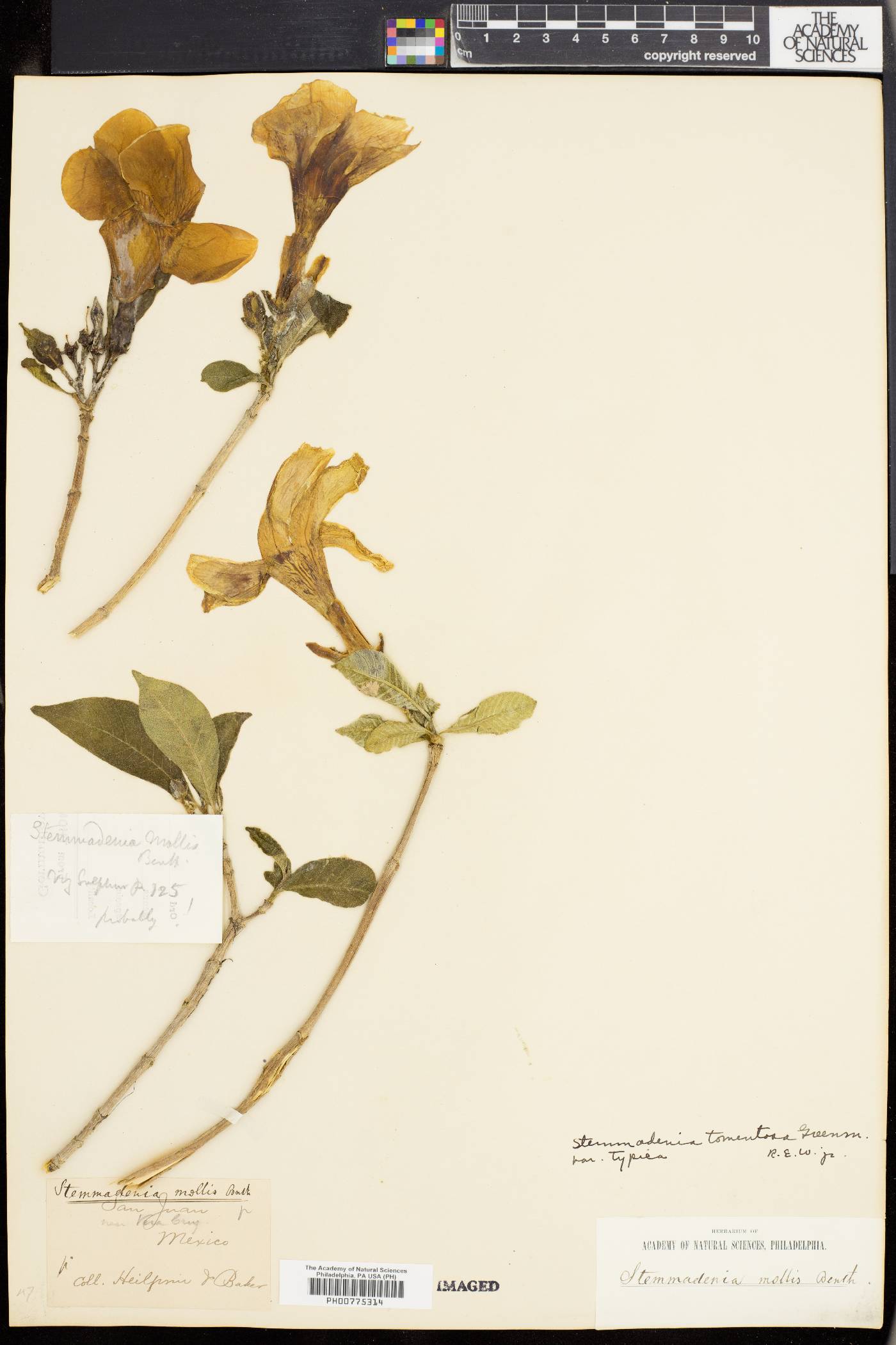 Stemmadenia tomentosa image