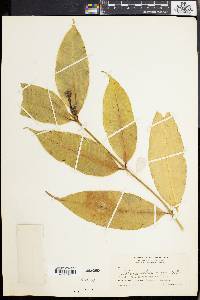 Tabernaemontana attenuata image