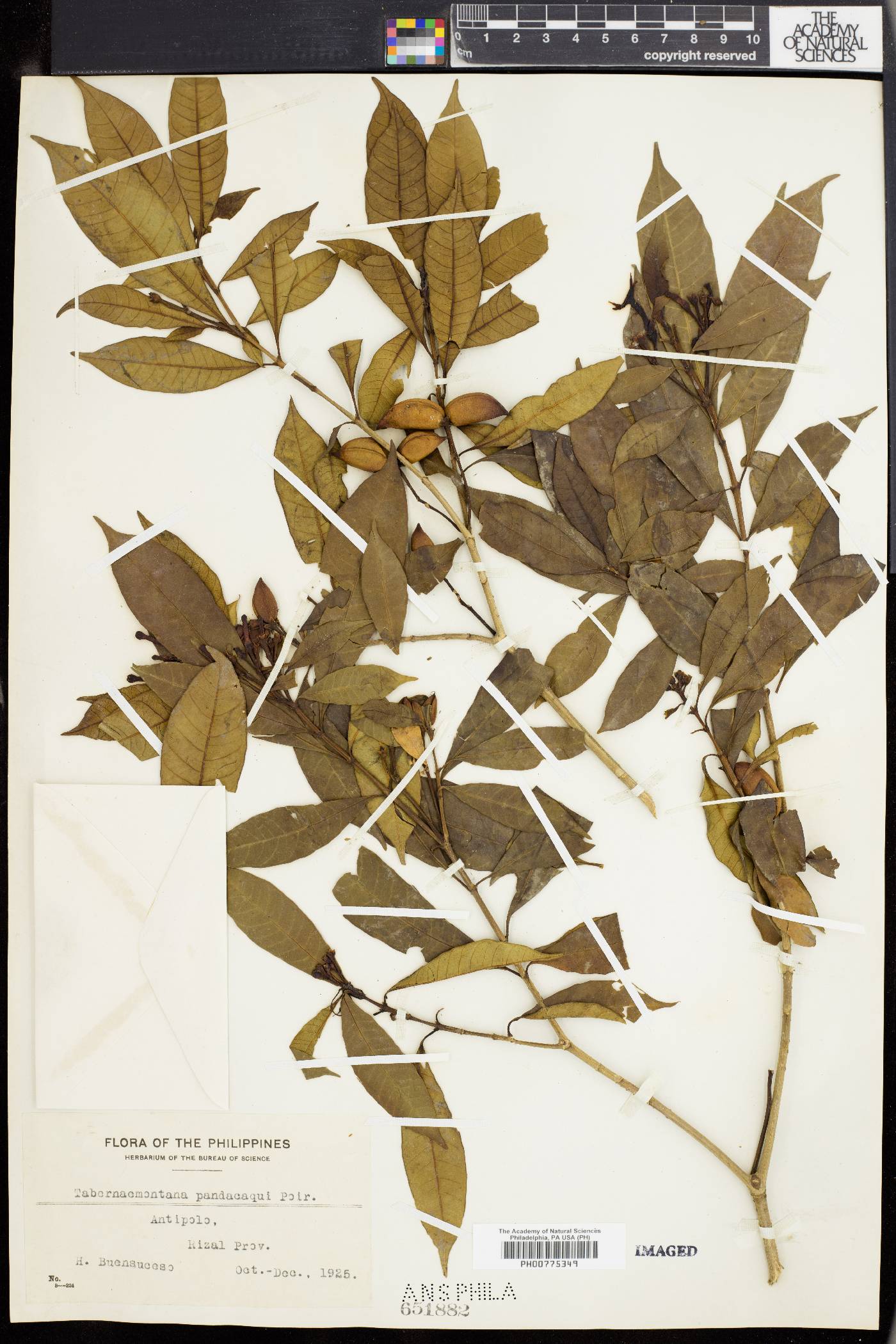 Tabernaemontana pandacaqui image