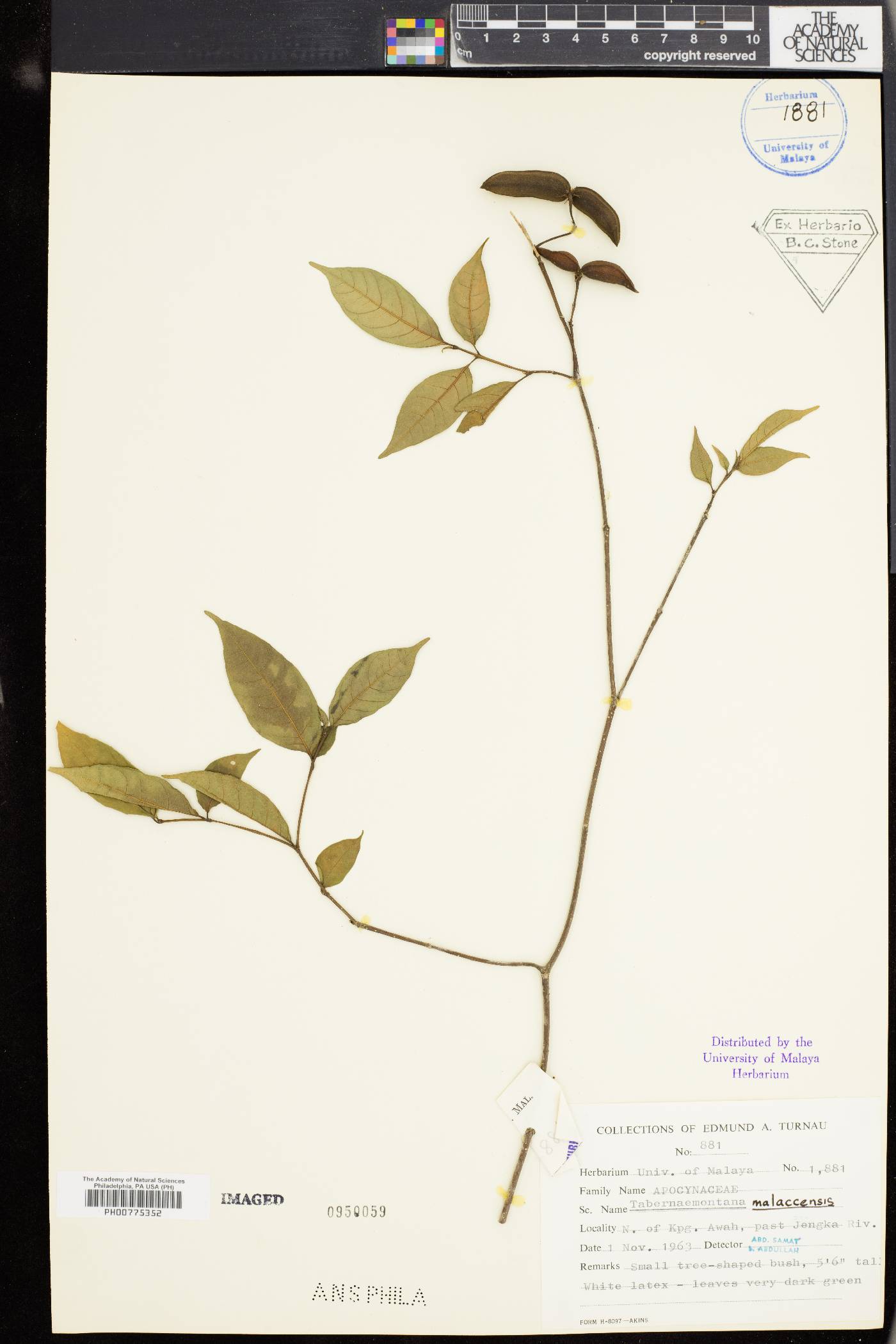 Tabernaemontana pauciflora image