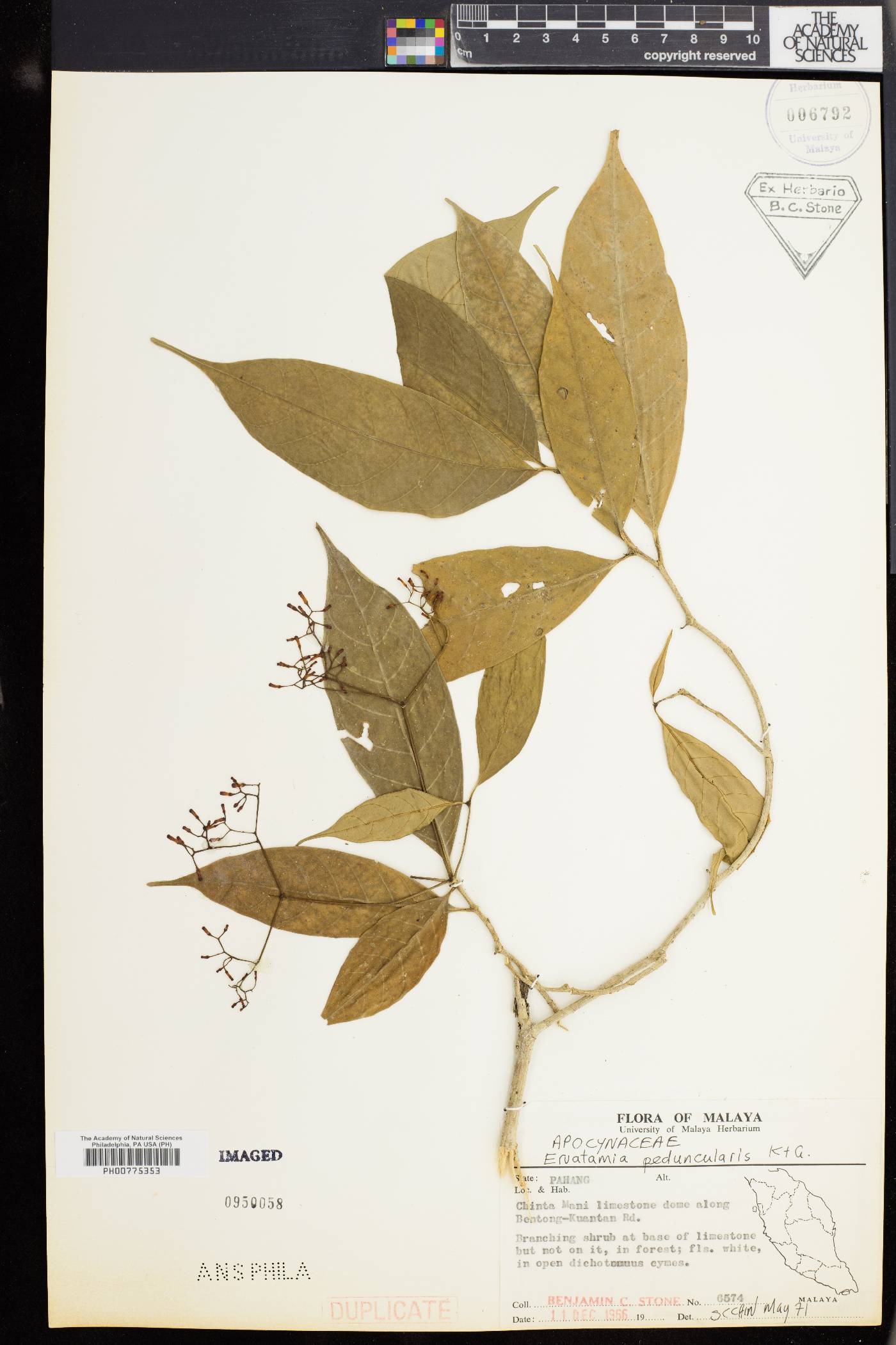Tabernaemontana peduncularis image
