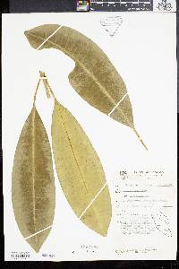 Tabernaemontana corymbosa image