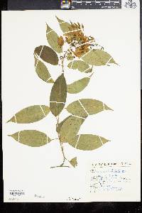 Thenardia floribunda image