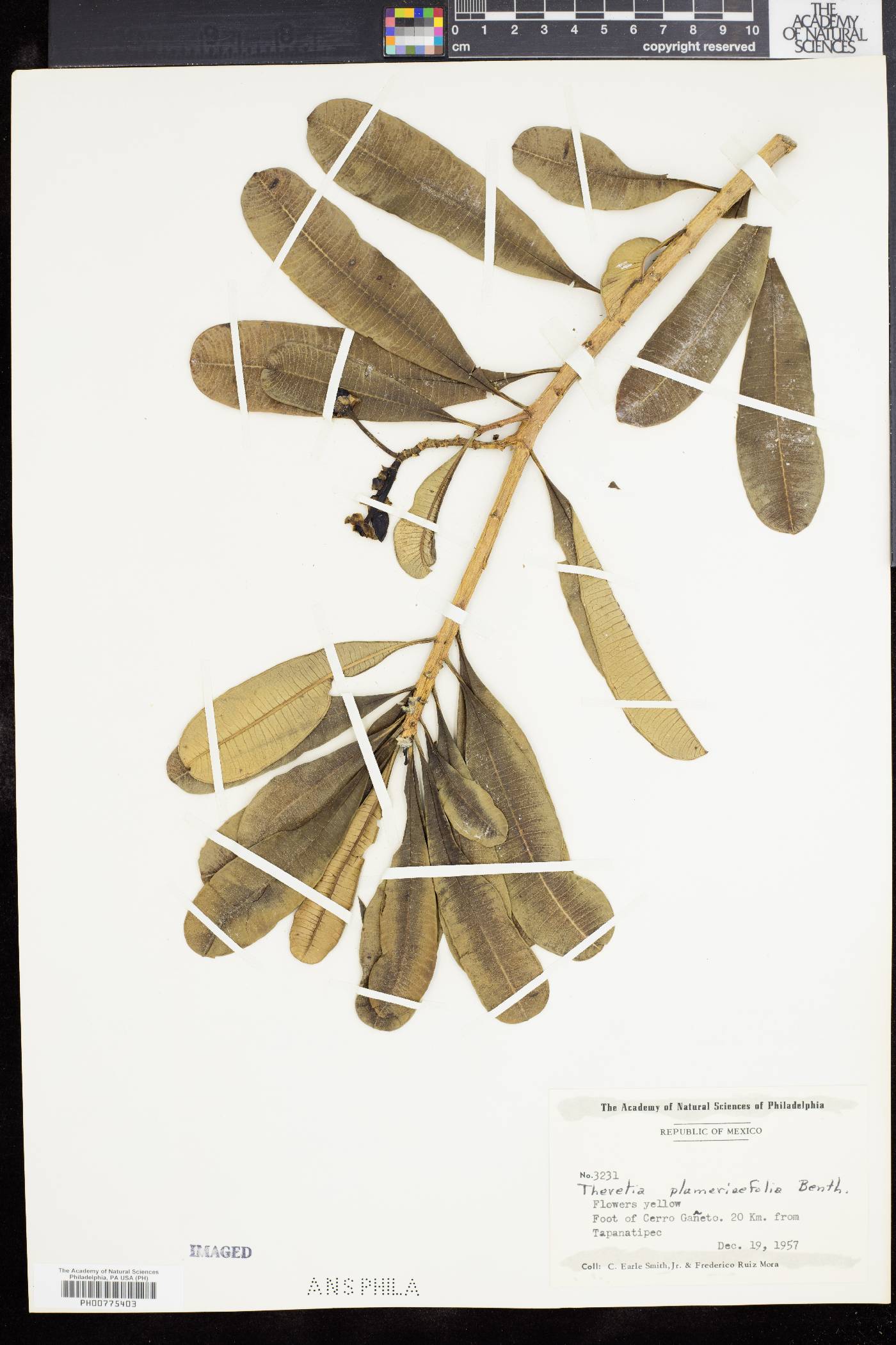 Thevetia plumeriaefolia image