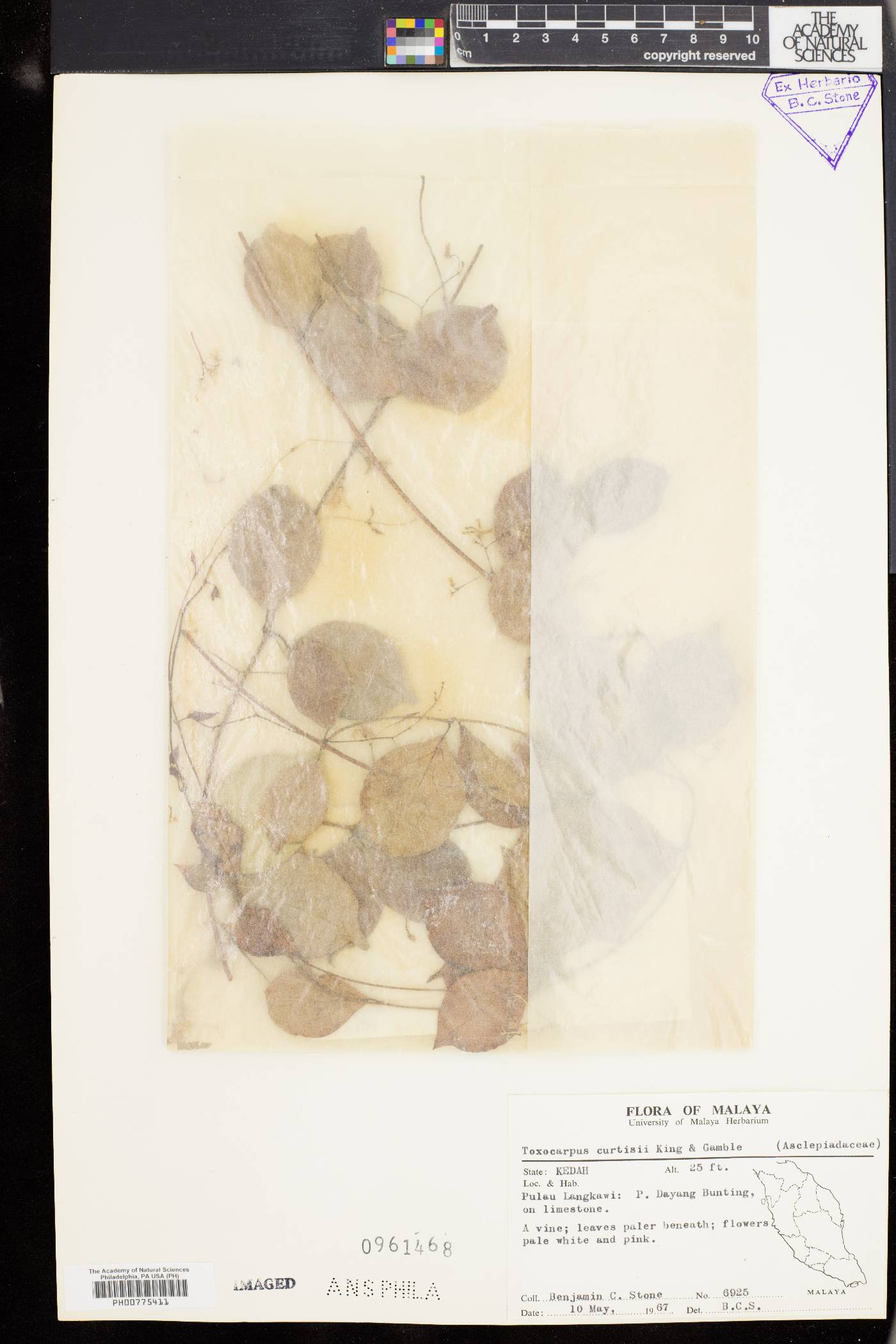Secamone curtisii image
