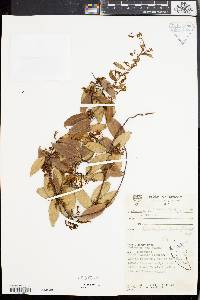 Secamone curtisii image